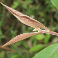 Litsea ligustrina (Nees) Fern.- Vill